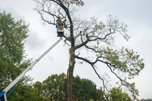 Large Tree Removal